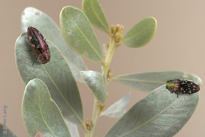 Diphucrania nubeculosa, PL0349B, PL0349A, female and male, on Acacia argyrophylla, MU